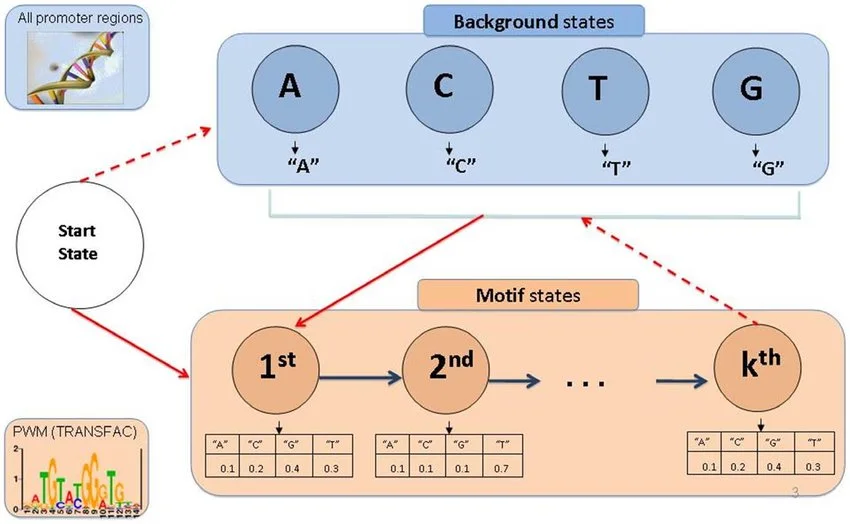 Nucleotide Predictor